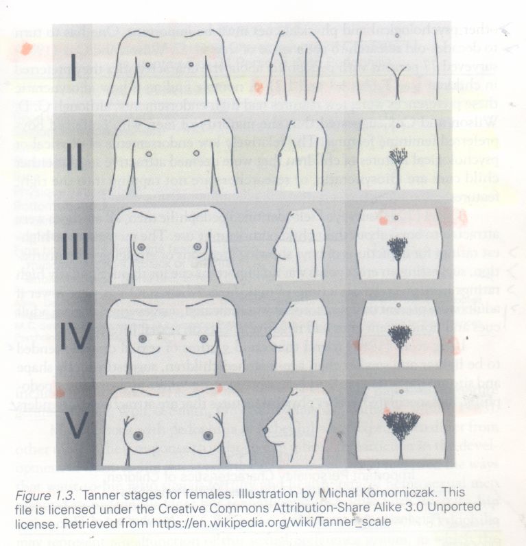 Tanner scale - Wikipedia